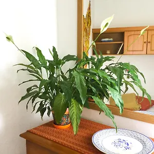 Apartment Casa De Amig@s En, Santa Cruz de la Palma (Isla de la Palma)